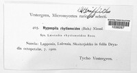 Isothea rhytismoides image